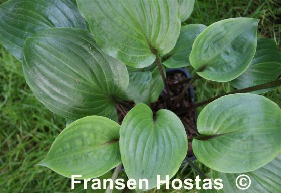 Hosta Dracula